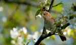 Nightingale (снимка): птици с неопитен външен вид, но пеещ талант